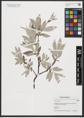 Foto von Salix lapponum L.